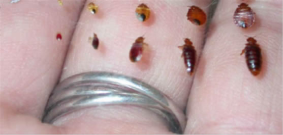 5 Stages of Bedbugs with and without a meal