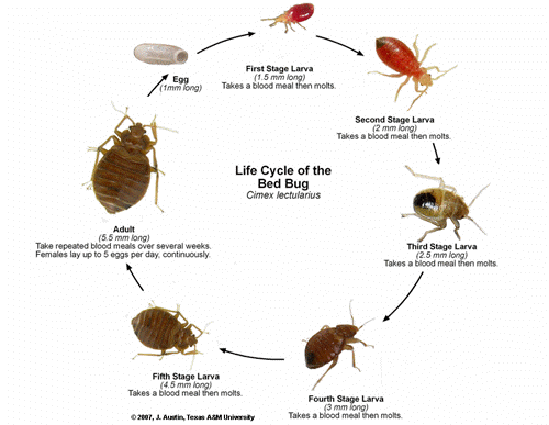 bed bugs lifecycle